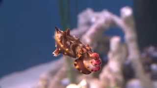 The Flamboyant Cuttlefish A Living Kaleidoscope [upl. by Hannover874]