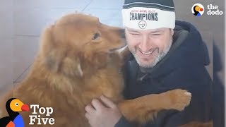 Dogs Reunited With Their Families  The Dodo Top 5 [upl. by Annair162]