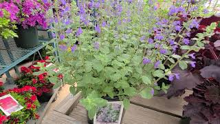 Nepeta Blue Wonder Catmint  Mounding with small blue flowers [upl. by Robinson]