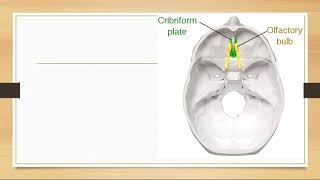 Olfactory nerve  olfactory pathway [upl. by Quin]