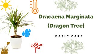 Dracaena Marginata Basic Care Madagascar dragon tree [upl. by Oenire578]