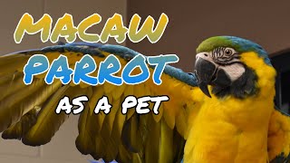 MACAW PARROTS AS PETS [upl. by Uyerta533]