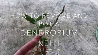 How to Remove and Pot a Dendrobium Keiki Orchid Keiki Orchid Care [upl. by Duarte]