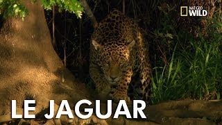 Le jaguar [upl. by Gabbie]