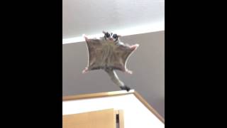 SUGAR GLIDER FLYING COMPILATION [upl. by Belinda]