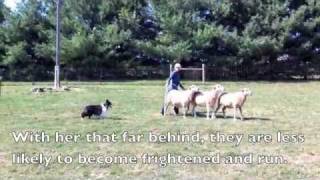 Scarlett the Sheltie Herding Sheep [upl. by Aviva]