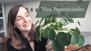 PILEA  UFOPFLANZE PFLEGE  coyote diaries [upl. by Ericha]