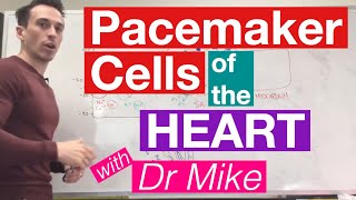 SA nodal and ventricular muscle action potential Chapter 9 part 2 Guyton and hall  Heart physiology [upl. by Milore45]