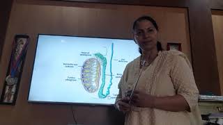 Anatomy of Epididymis [upl. by Eeliram288]