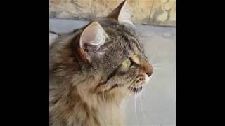 Cats Chirping and Chattering  CAT COMPILATION [upl. by Iliak]