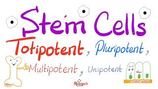 Stem Cells Types Totipotent Pluripotent Multipotent and Unipotent  Teratogens  Biology [upl. by Reerg]