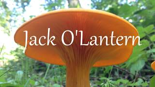 Jack OLantern Mushroom amp Common Chanterelle [upl. by Heater]