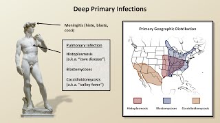 An Overview of Fungal Infections Fungal Infections  Lesson 2 [upl. by Vachill]