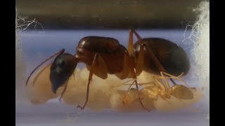 How long does it take to rear an ant colony starting from the queen a timeline Camponotus irritans [upl. by Nela372]