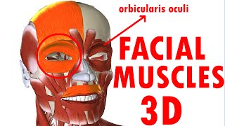 Muscles Of Facial Expression  Face Anatomy part 1 [upl. by Hirsch]