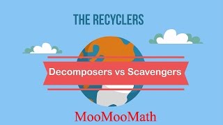 Decomposers vs Scavengers [upl. by Follmer]