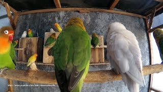 3 Hours Lovebird Chirping Sounds  August42019 [upl. by Roe]