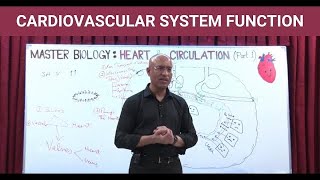 Cardiovascular System Function  Circulatory System [upl. by Hild]