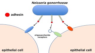 Bacterial Pathogenesis How Bacteria Cause Damage [upl. by Helyn507]