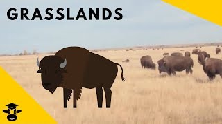 Grasslands  Biomes of the World [upl. by Eelnyl]