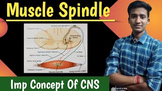 Baroreceptor reflex control of blood pressure physiology in hindi  Rj Medical Education [upl. by Gierk432]