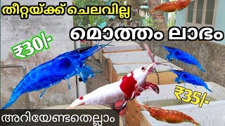 കളർ ചെമ്മീൻ അറിയേണ്ടതെല്ലാം  Shrimp care Malayalam shrimp shrimpmalayalam [upl. by Issi]