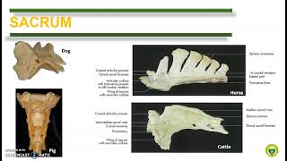 Comparative Anatomy Vertebrae Ribs and Sternum [upl. by Waring]