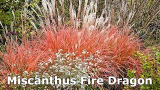 Miscanthus Fire Dragon Maiden Grass  Easy to Grow Ornamental Grass with Stunning Late Fall Color [upl. by Olivie]