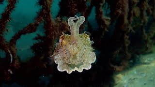 Mesmerising Camouflaged Cuttlefish Caught Shapeshifting [upl. by Zetrac]