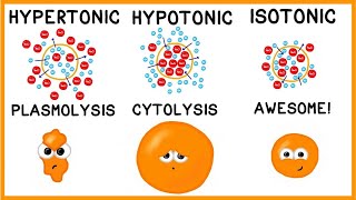 Hypertonic Hypotonic and Isotonic Solutions [upl. by Haem]