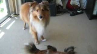 Sheltie Talk  Hear Our Shetland Sheepdogs Sing [upl. by Ashatan]