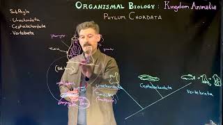 Chordate Subphyla overview [upl. by Dressler]