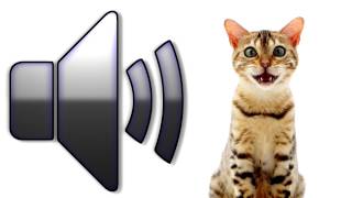 Cat Meowing  Sound Effect  Download [upl. by Sinne]