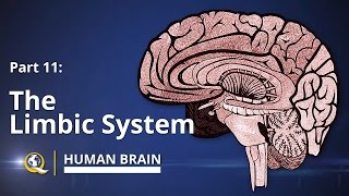 Limbic System  Human Brain Series  Part 11 [upl. by Ibmab]