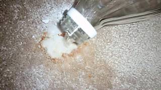 Remove Carpet Stains With Vinegar amp Baking Soda [upl. by Noryt]