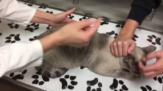 Constipation in a cat with megacolon How to monitor treat and care for your cat at home [upl. by Neehcas]