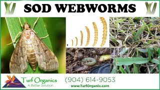 HOW TO TREAT amp IDENTIFY SOD WEBWORMS moths in lawn [upl. by Pitt820]