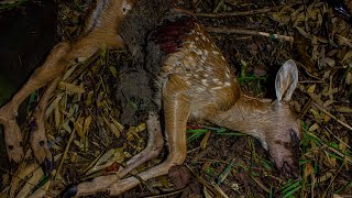 Deer Decomposition  Timelapse 4K [upl. by Iaht493]