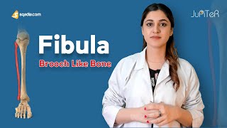 Fibula  Bone Anatomy  Lower Limb  Skeletal System  VLearning™  sqadiacom [upl. by Fiorenza]