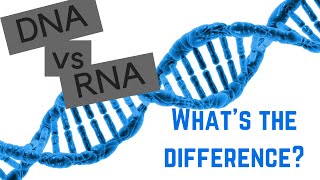 DNA vs RNA  5 Differences Between DNA and RNA [upl. by Nyllewell]