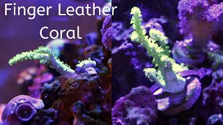 Finger Leather CoralSinularia or Nepthea CoralCare tips [upl. by Lionello]