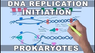 DNA Replication in Prokaryotes  Initiation [upl. by Dorman]