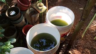 How to grow Green Water Algae [upl. by Oettam]