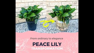 Peace Lily Growing in Water Hydroponics  How to Transplant Peace Lily from Soil to Water ⭐ [upl. by Cuyler499]