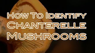 How To Identify Chanterelle Mushrooms [upl. by Akalam]