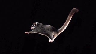 Cute Sugar Glider In Slow Motion  BBC Earth Explore [upl. by Ayanaj]