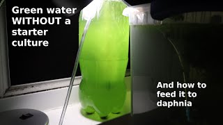 Green Water WITHOUT a Starter Culture  From Scratch  How To [upl. by Oilut]