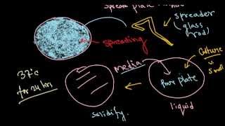 Bacterial culture [upl. by Ogden]