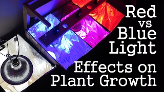 Experiment Red Light vs Blue Light How Spectrums Affect Plant Growth LED vs CFL [upl. by Dazhehs]