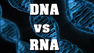 DNA vs RNA  der schnelle Vergleich [upl. by Bloxberg]